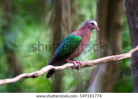 Emerald Dove bird in thailand beautiful color use with background or wallpaper picture 