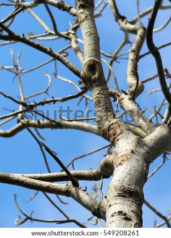 blur picture shallow DoF photo of tropical plant trees with no leaves light brown branches in jungle taken from bottom view light blue sky bright background selective focus on shiny bark surface
