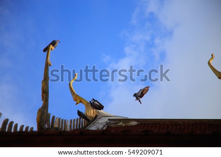assembly of pigeon, picture of pigeon landing on the roof of the Thai temple.