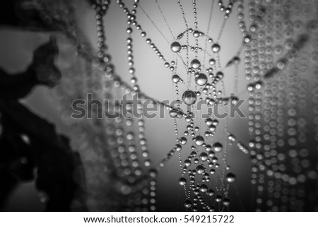 Spider web and raindrops