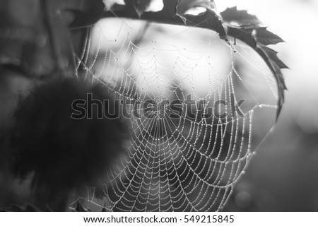 Spider web and raindrops