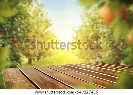 wooden table place of free space for your decoration and orange trees with fruits in sun light  Royalty-Free Stock Photo #549227455