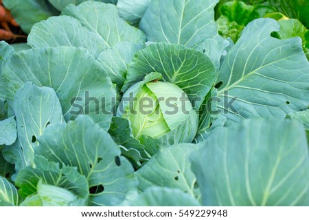 Cabbage plant at agriculture farm in north of Thailand Royalty-Free Stock Photo #549229948