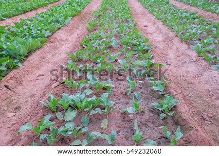 a front selective focus picture of organic chinese broccoli or chinese buck choy in agriculture farm.