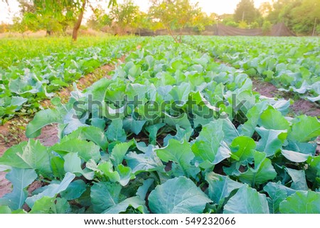 a front selective focus picture of organic chinese broccoli or chinese buck choy in agriculture farm.
