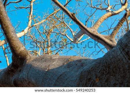 Branches sky background