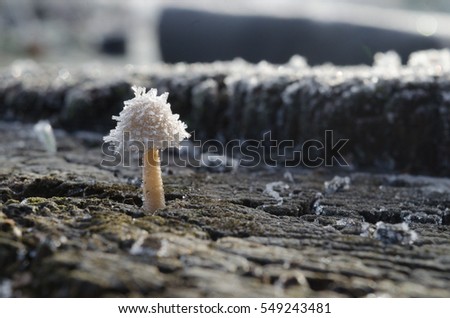 Frozen mushroom