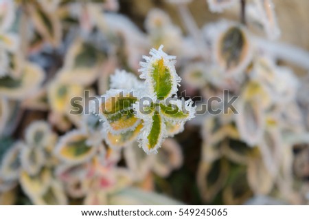 Frozen plants