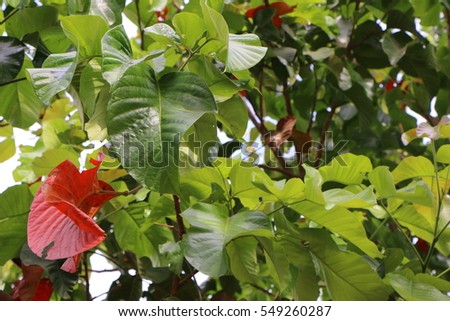 Leaves green and red