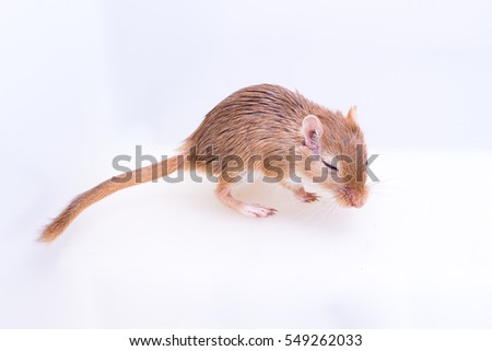 Mongolian gerbil, Desert Rat on white background
