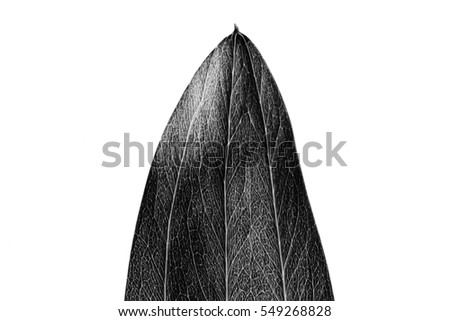 Abstract single green leaf in black and white color isolated on white background