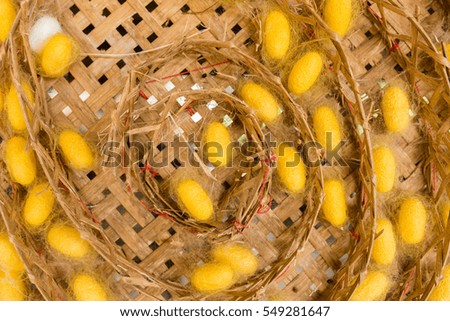 silk worm pupa in the threshing silk,Natural white cocoon or silkworm pupa ,source of silk thread and silk fabric,