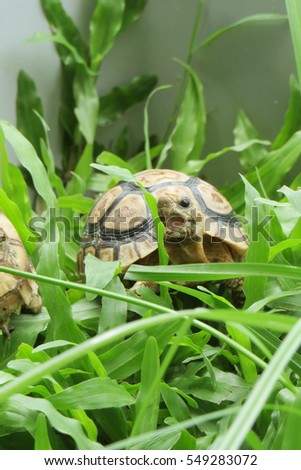 Leopard tortoise walking slowly and sunbathe on ground with his protective shell ,cute animal pictures make you smile, Leopard tortoise eating  grass                               
