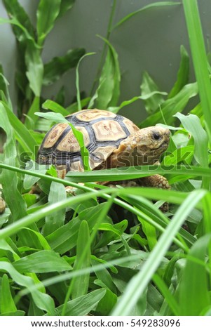 Leopard tortoise walking slowly and sunbathe on ground with his protective shell ,cute animal pictures make you smile, Leopard tortoise eating  grass                               