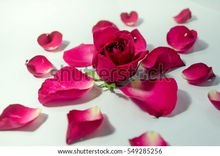 The rose and many lobe of roses.