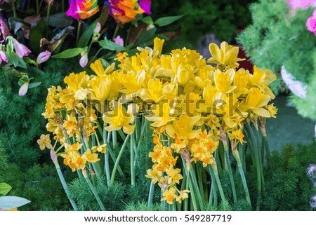 
The background image of the colorful flowers