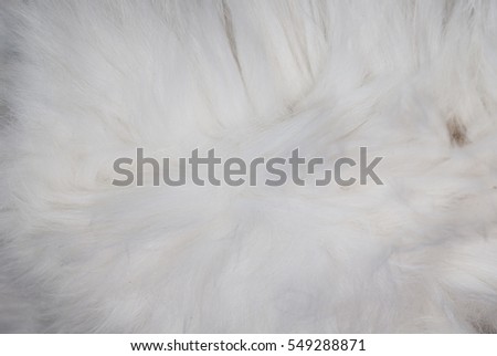 Texture, background, pattern. Fur white yak. a large domesticated wild ox with shaggy hair, humped shoulders, and large horns. cat 