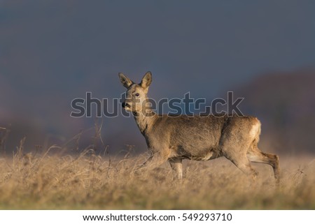roe deer/on the meadow