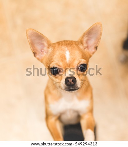 Adorable chihuahua puppy looking up at camera with big, brown eyes.
