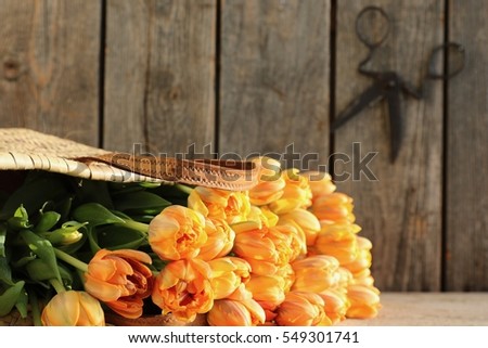 Composition with fresh bouquet, bunch of orange tulips in vintage authentic french market straw bag, large palm leaf basket, old rustic, retro metal scissors on dark weathered wooden background