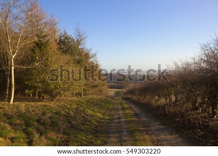 a public bridleway going downhill through a mixed woodland to pheasant shooting landscapes in the yorkshire wolds under a clear blue sky in winter