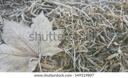Frozen grasses background
