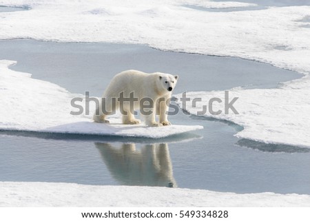 Polar bear (Ursus maritimus) on the pack  ice north of Spitsbergen Island, Svalbard, Norway, Scandinavia, Europe Royalty-Free Stock Photo #549334828