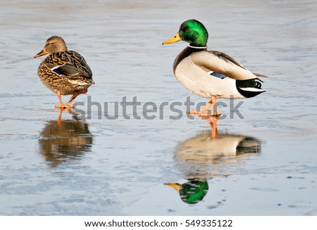 Wild Duck Birds, Mallard Duck (Anas platyrhynchos). Male following female