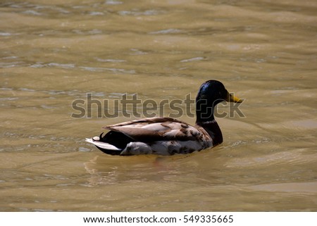 photo picture Flock of Mallard Ducks Swimming in the Lake