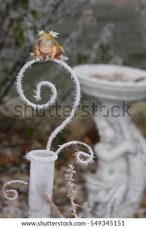weather frog in winter garden with statue in the background
