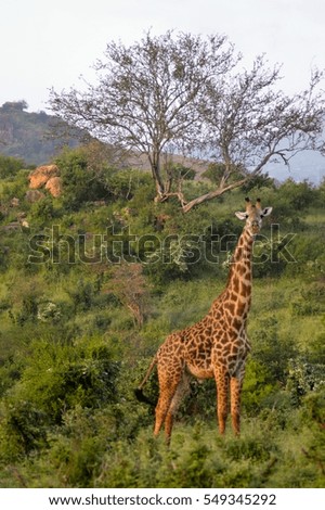 Giraffe in the savanna of East Tsavo Park in Kenya
