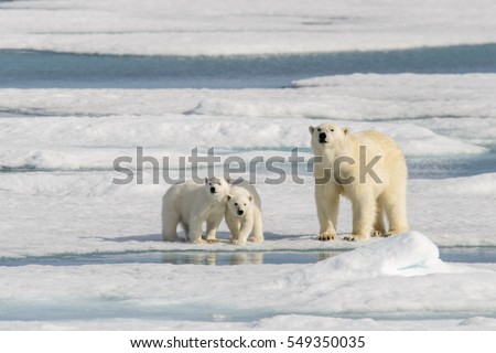 Polar bear mother (Ursus maritimus) and twin cubs on the pack ice, north of Svalbard Arctic Norway Royalty-Free Stock Photo #549350035