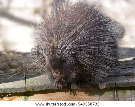 The North American porcupine (Erethizon dorsatum), also known as the Canadian porcupine or common porcupine, on plank