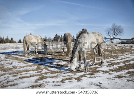 Three horses gray