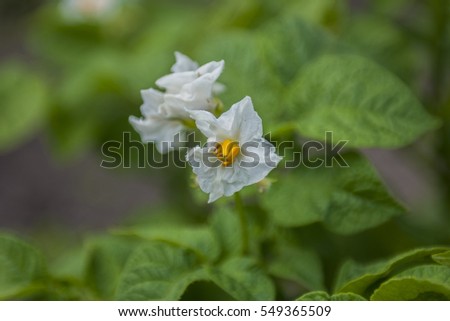 White flowers of a potato on green background