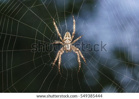 Spider garden-spider (lat. Araneus) kind araneomorph spiders of the family of Orb-web spiders (Araneidae) sits on the web Royalty-Free Stock Photo #549385444