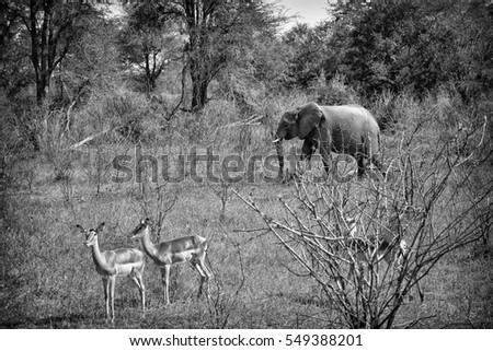 Black & White Photo of Elephant in the background with two Impala in the foreground