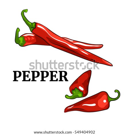 Red chili pepper vector illustration isolated white background. Set of realistic hand drawings of whole and half ripe peppers