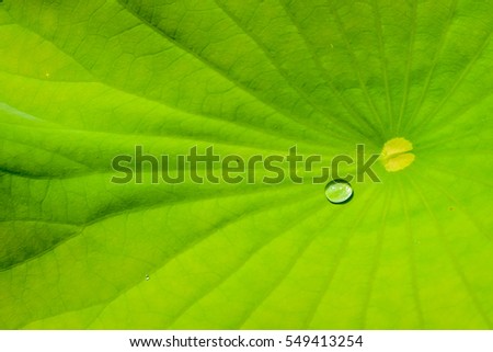 Lotus leaf with water drop closeup