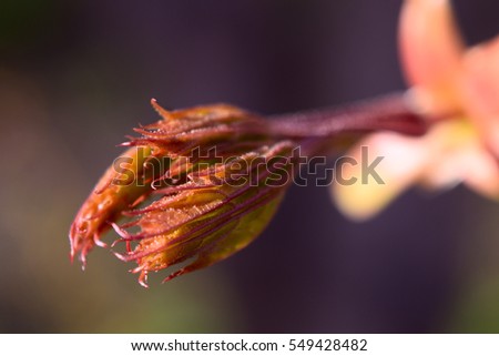 Blossoming bud of red maple leaves. Spring background. Selective focus.