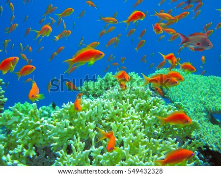 underwater life of tropical sea. vibrant colors. Red Sea. Egypt                                   