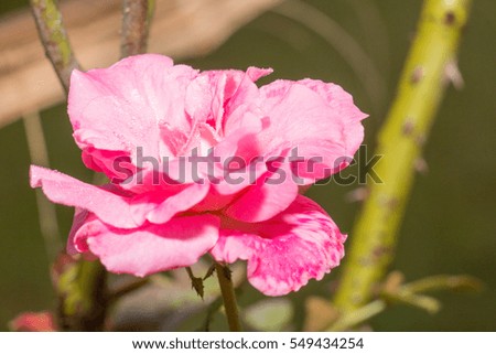 rose flower and green leaf from garden or park