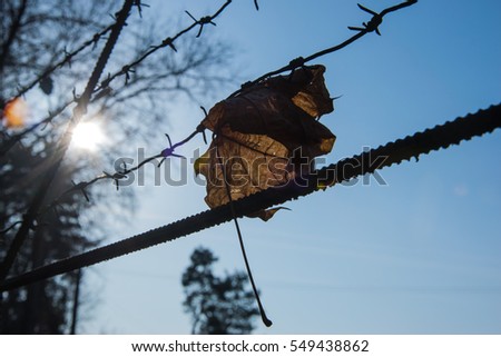 leaf caught on barbed wire