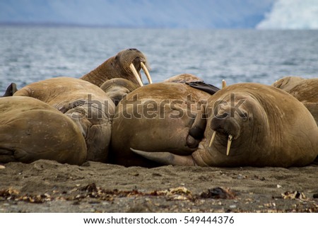 Svalbard Norway Walrus