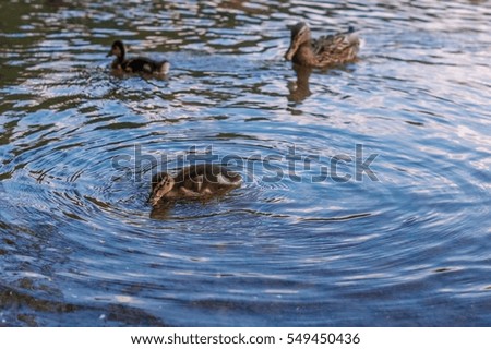 Ducks on the lake.