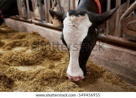 agriculture industry, farming and animal husbandry concept - cow eating hay in cowshed on dairy farm
