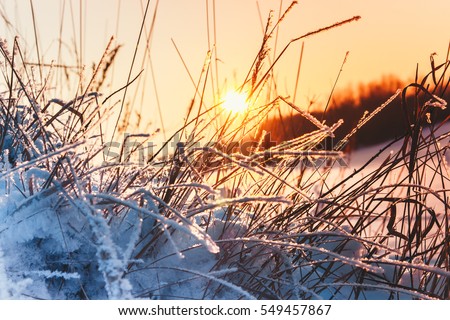 the sun is shining into the camera through the frozen grass at night in January Royalty-Free Stock Photo #549457867