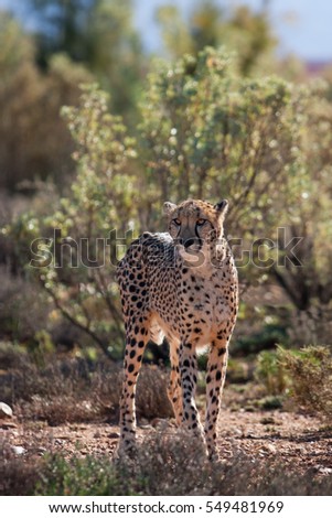  cheetah, acinonyx jubatus, South Africa