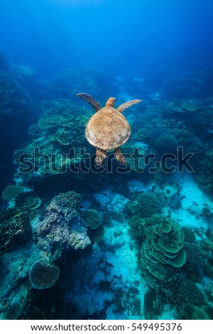 A Green Sea Turtle swimming above coral reef in beautiful clear water Royalty-Free Stock Photo #549495376