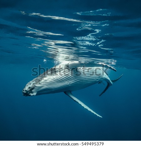 A young humpback whale turning side on just below the surface of the water Royalty-Free Stock Photo #549495379